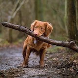 happy dog with tree branch